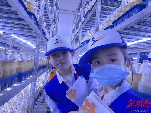 永州湖南日報(bào)小記者探訪杏鮑菇成長奧秘，感受生物科技魅力